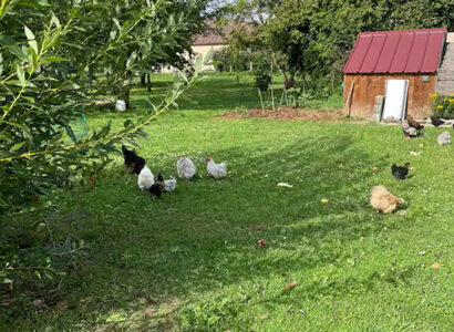 Poules